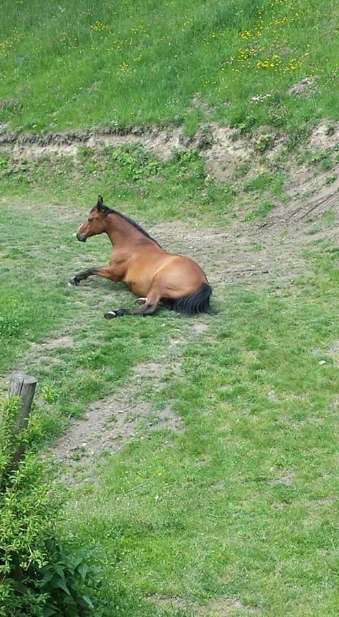 Agroturystyka Pod Swierkiem Srebrna Góra المظهر الخارجي الصورة